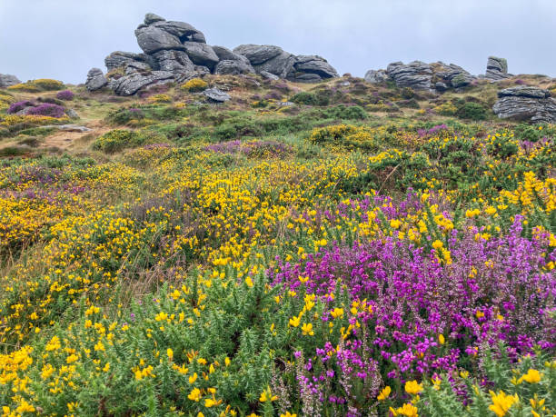 Heather and Gorse in full bloom